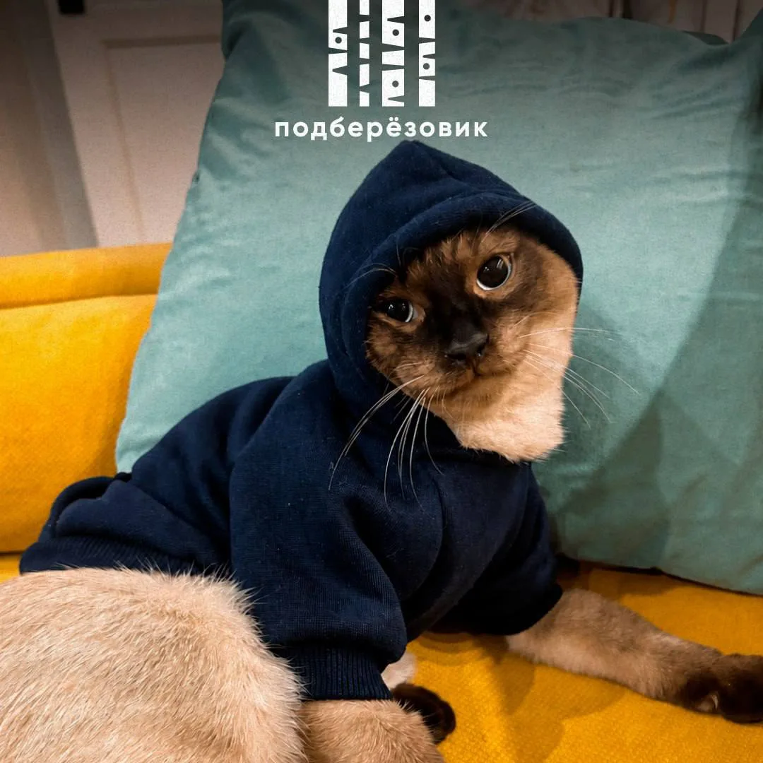 😿Кошки-зумеры в панике: миллениалы передали им свою тревожность!

За три года продажи успокоительны