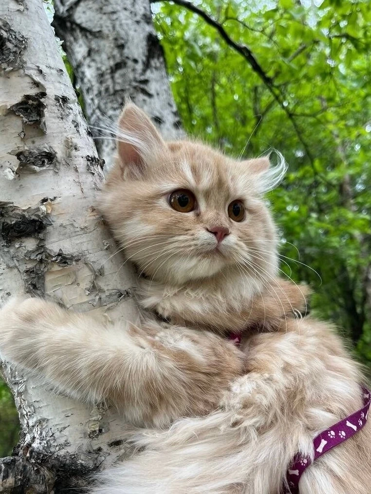 Примерно так мы не хотим отпускать июль 😿

https://max.ru/amurskayapravda/AZ-1K4DcB6M