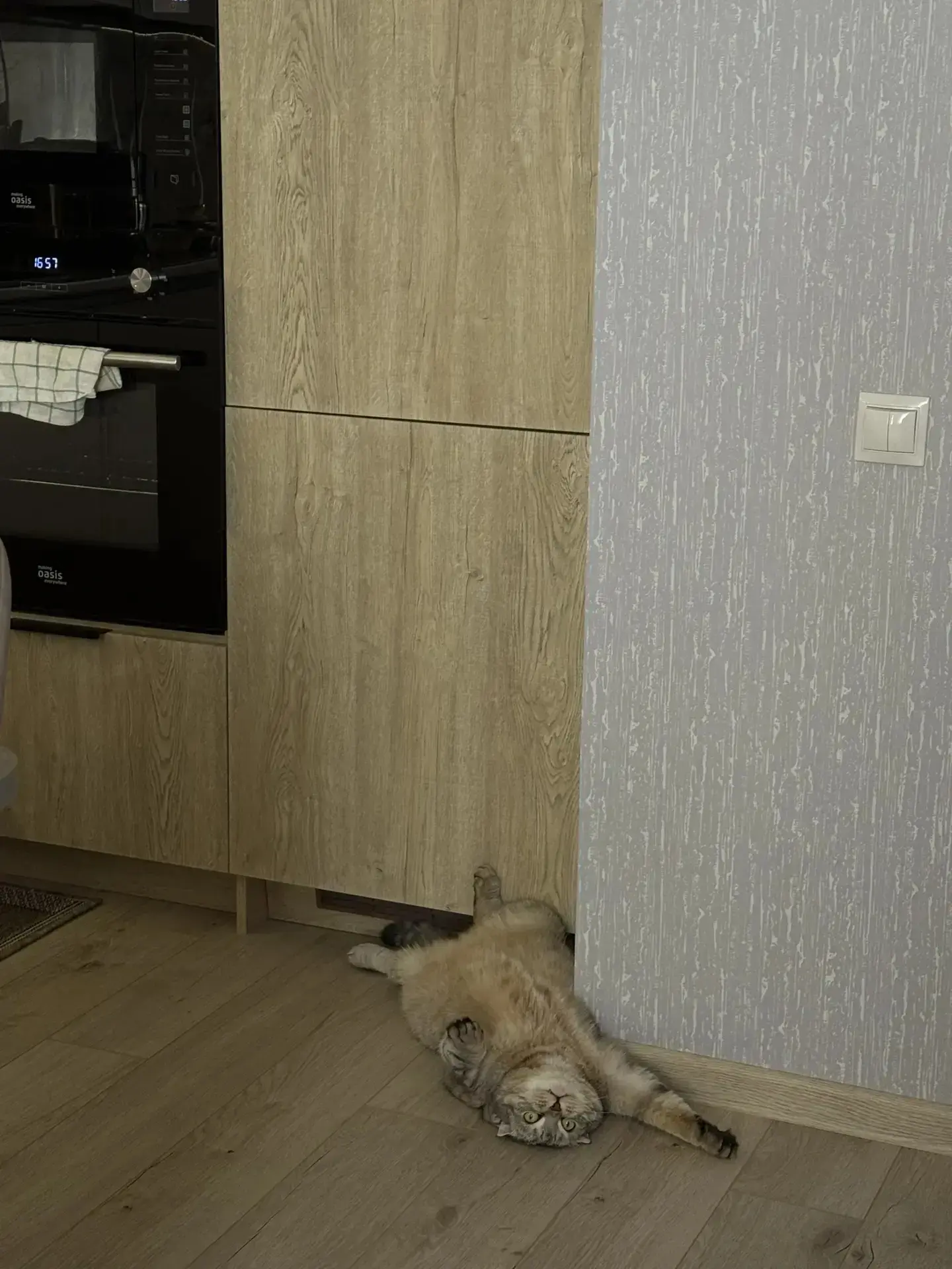 📸 Фото дня: Уровень милоты 100, уровень голода — 9000. 🙀
В глазах читается: «Я не ела всего час, с