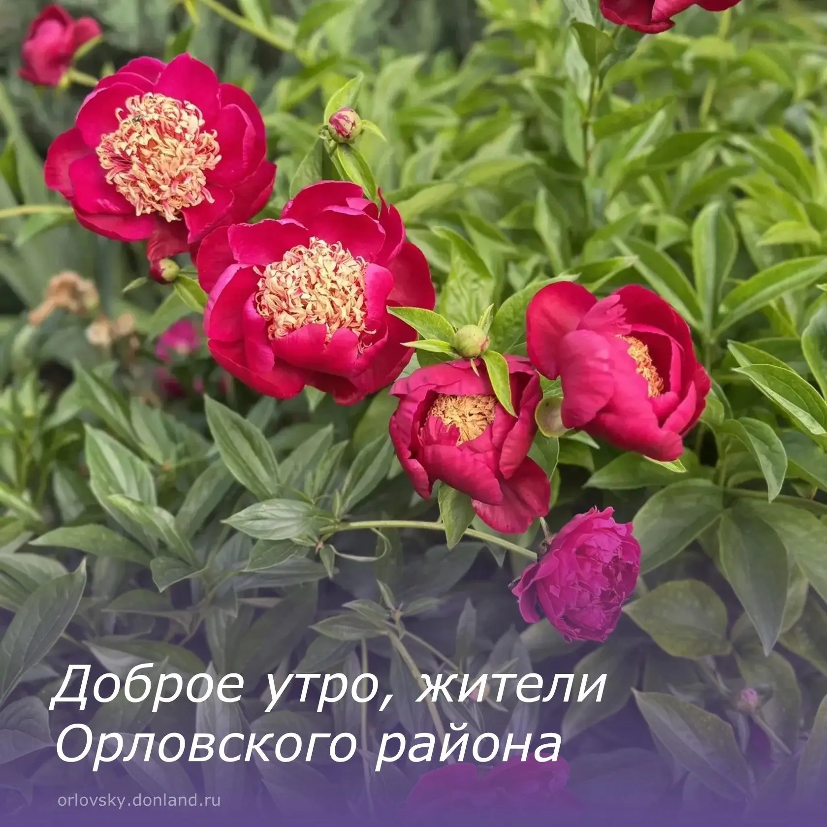 ☕Доброе утро, жители Орловского района.
 
🤩Пусть новый день начнётся с улыбки, будет очень плодотво