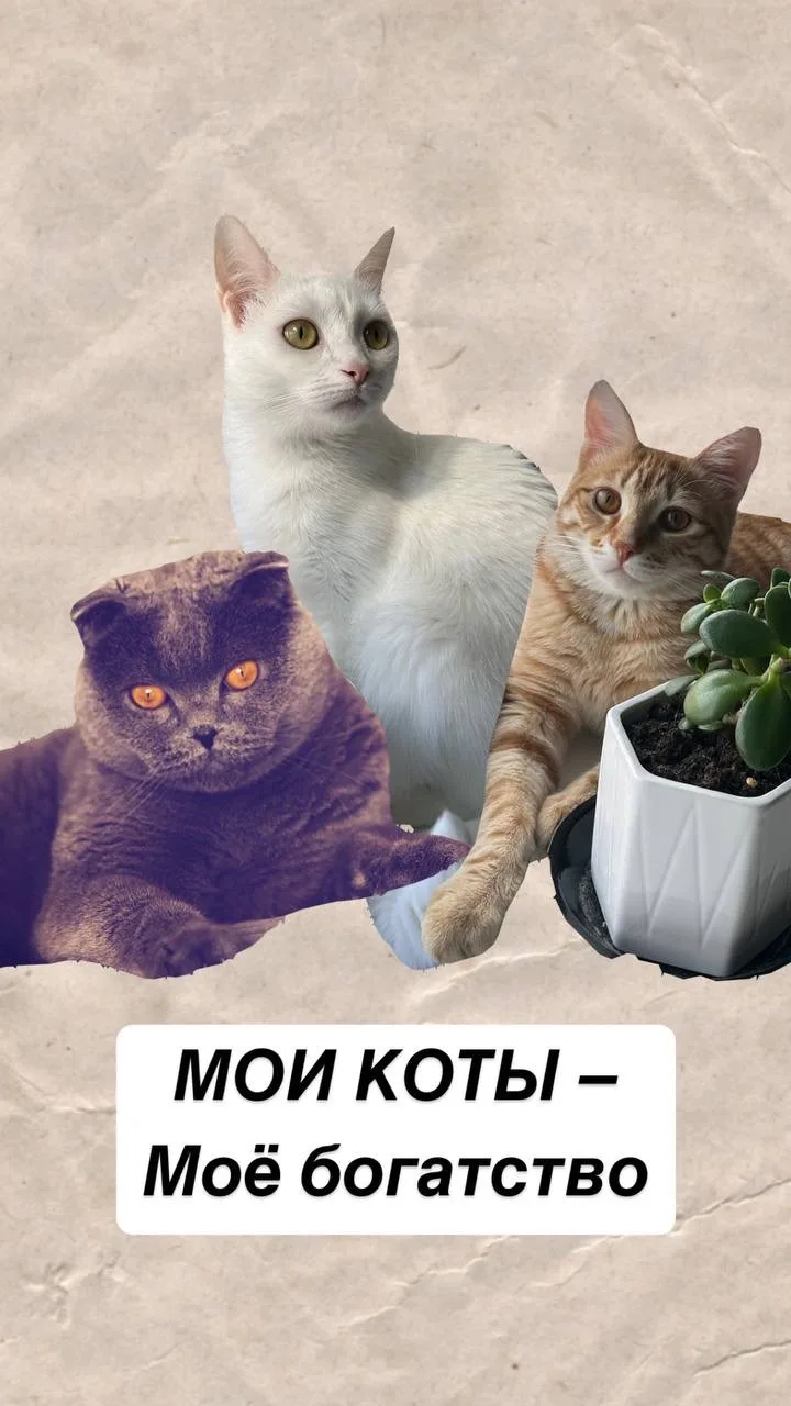 Девочки!
Кошачий пост😻

Приданое моих Хвостов.
Как вам известно, у меня три кота-три хвоста.
Два ко