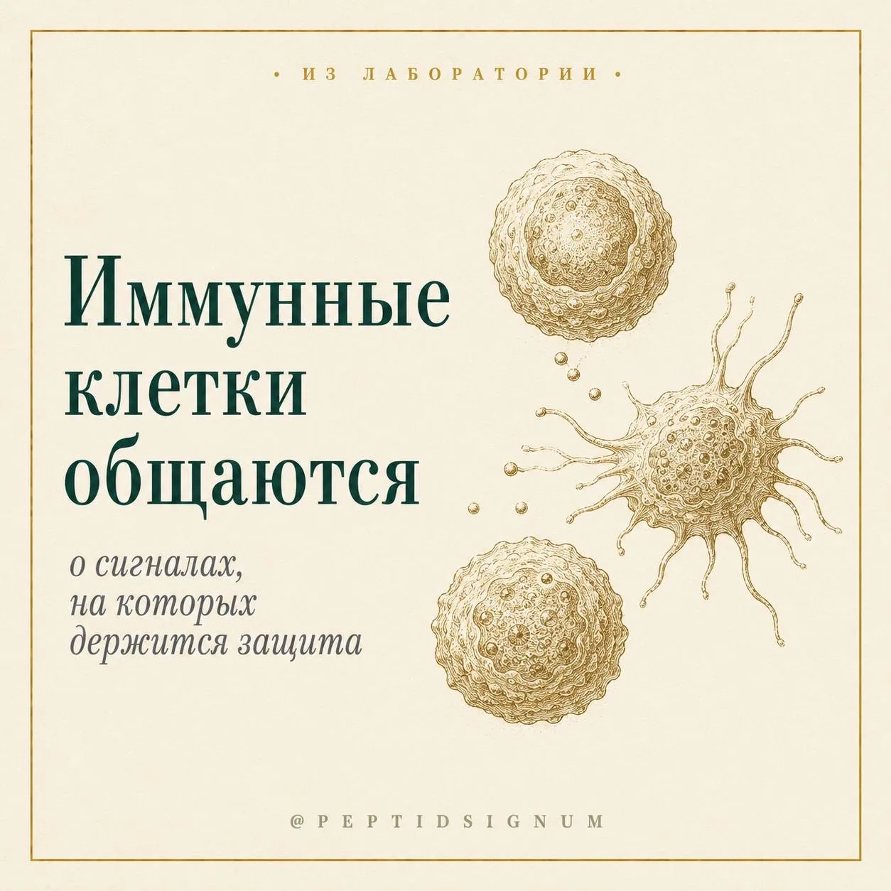 Из лаборатории 🔬 

Иммунные пептиды: собственный язык защитной системы 🪐

Заусенец, маленький поре
