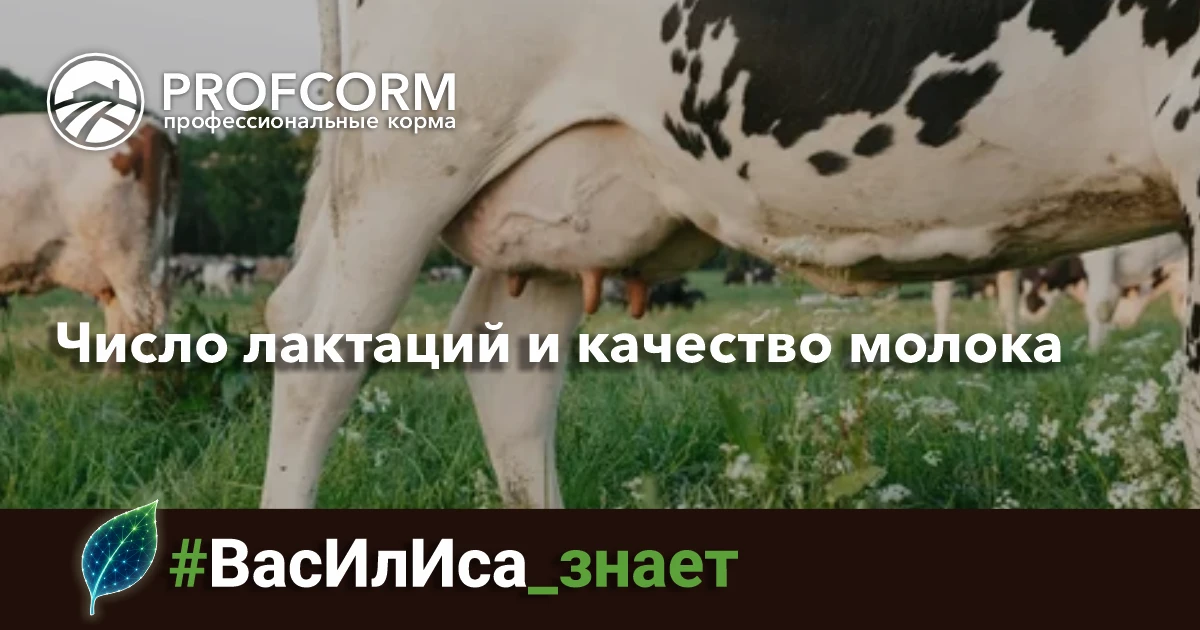 На первый взгляд может показаться, что с возрастом коровы становятся лишь более «опытными» в произво