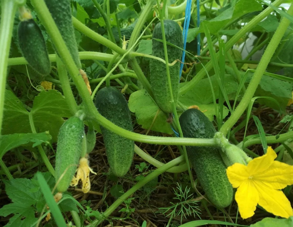 Шпаргалка для нереального урожая огурцов 🥒

1. Избегайте сажать огурцы после огурцов или других тык
