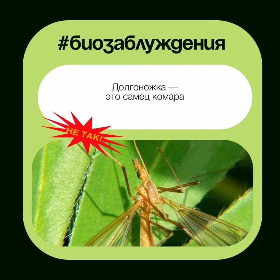 Долгоножка — это самец комара

Долгоножки — насекомые из отряда Двукрылые. Внешне они напоминают огр