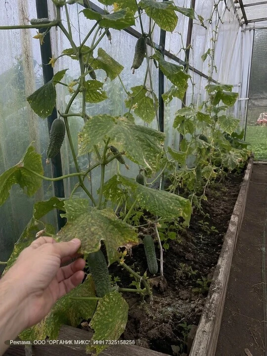 🥒В июле одна ошибка может оставить без урожая в августе…

К середине сезона мои огурцы будто остано