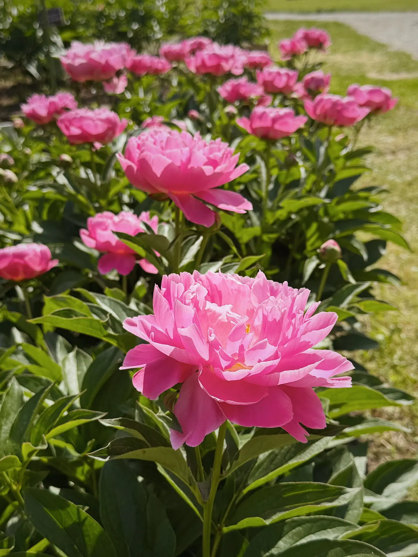 Пионы в Аптекарском огороде 🌸 Я так люблю эти цветы и их аромат, что готова упасть в них лицом)) Ко