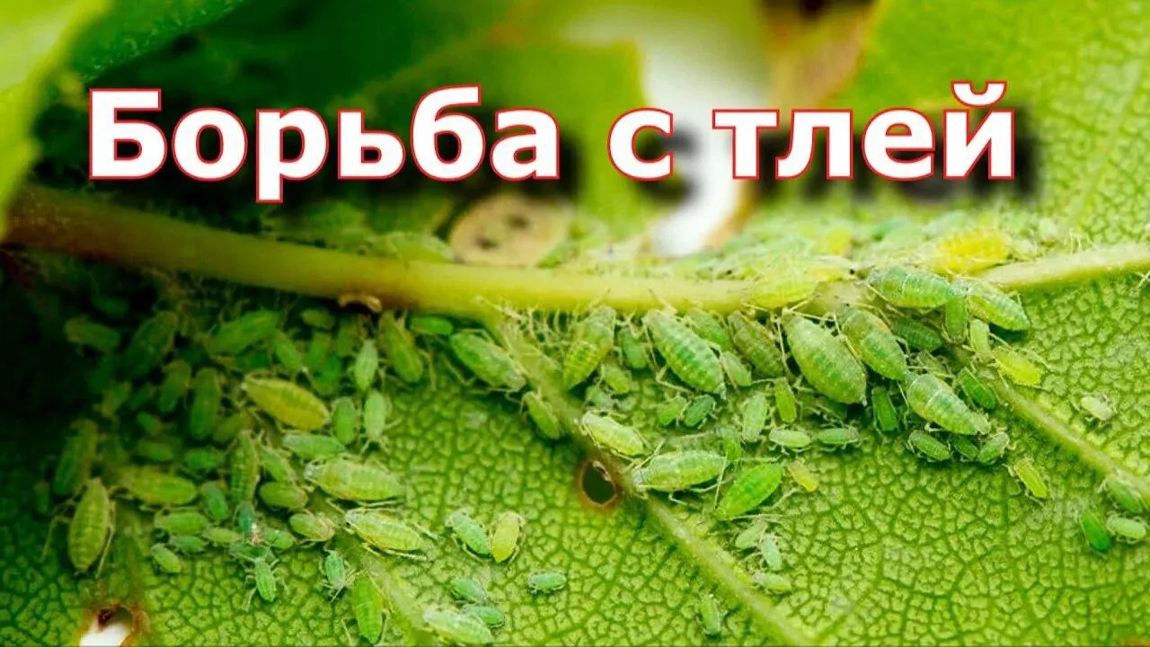 Эффективная борьба с тлей!

🌱 Вот уж по истине мерзкий вредитель. Чего только не жрет!

Итак, борем