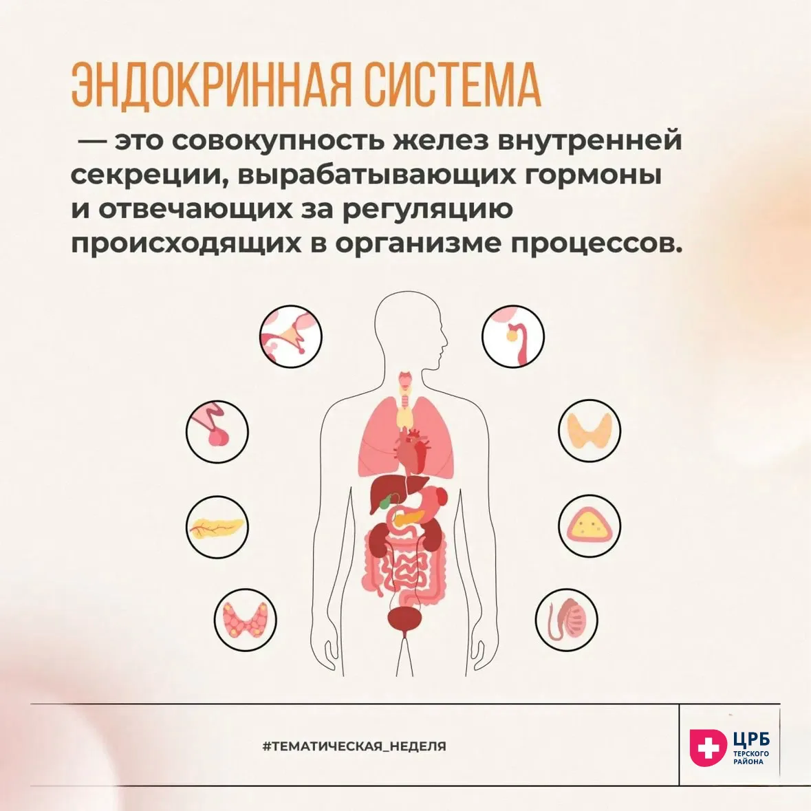 Характеристика эндокринной системы.

 Очень маленькие количества гормонов, которые вырабатывают эндо