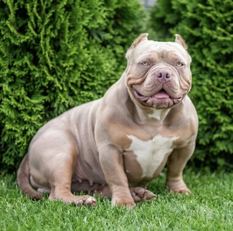 Наша красотка American Bully Golden Bulls Fanta. Дочка Royal Swiss Bullies Lil Moet & Space Force Ba