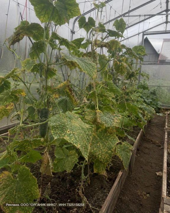 🥒Я чуть не потеряла весь урожай огурцов

Так выглядела наша теплица после нашествия паутинного клещ