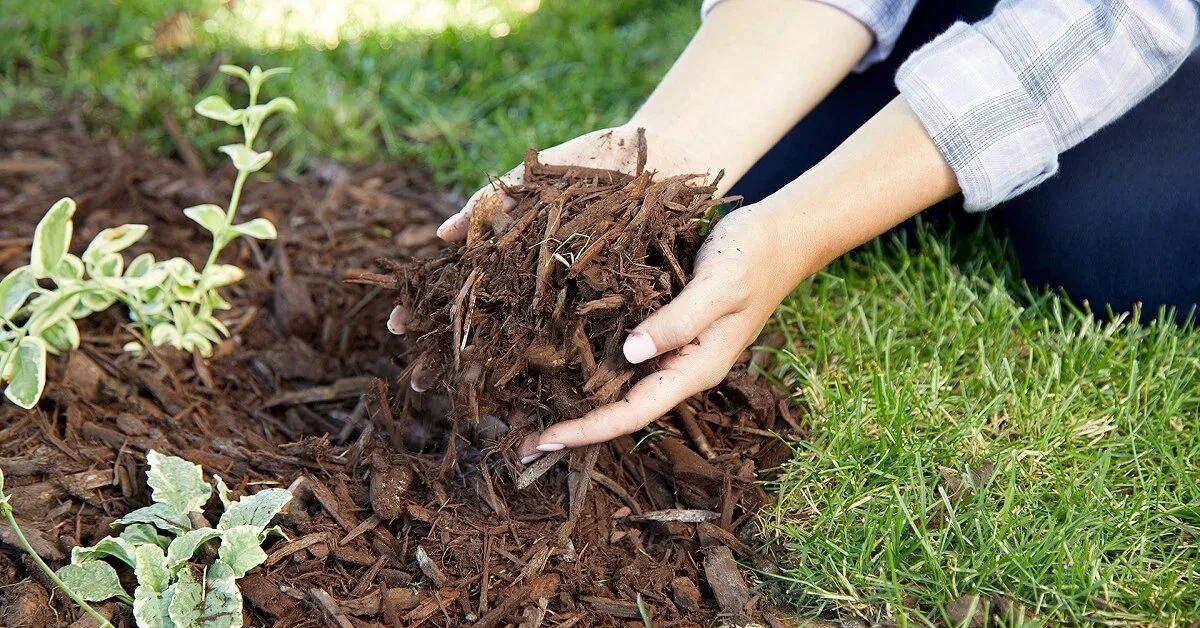 🌾🛡️🍂 МАГИЯ ПОД ОДЕЯЛОМ: Всё о мульчировании от А до Я! Как выбросить тяпку, поливать в 3 раза реж