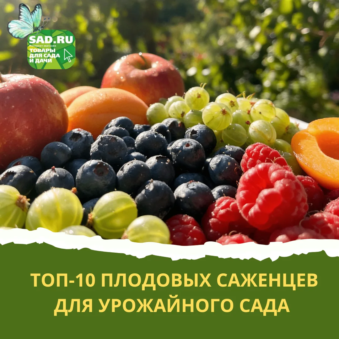 ТОП-10 ПЛОДОВЫХ САЖЕНЦЕВ ДЛЯ УРОЖАЙНОГО САДА
 
🍑Иметь собственный сад с плодовыми деревьями и ягодн