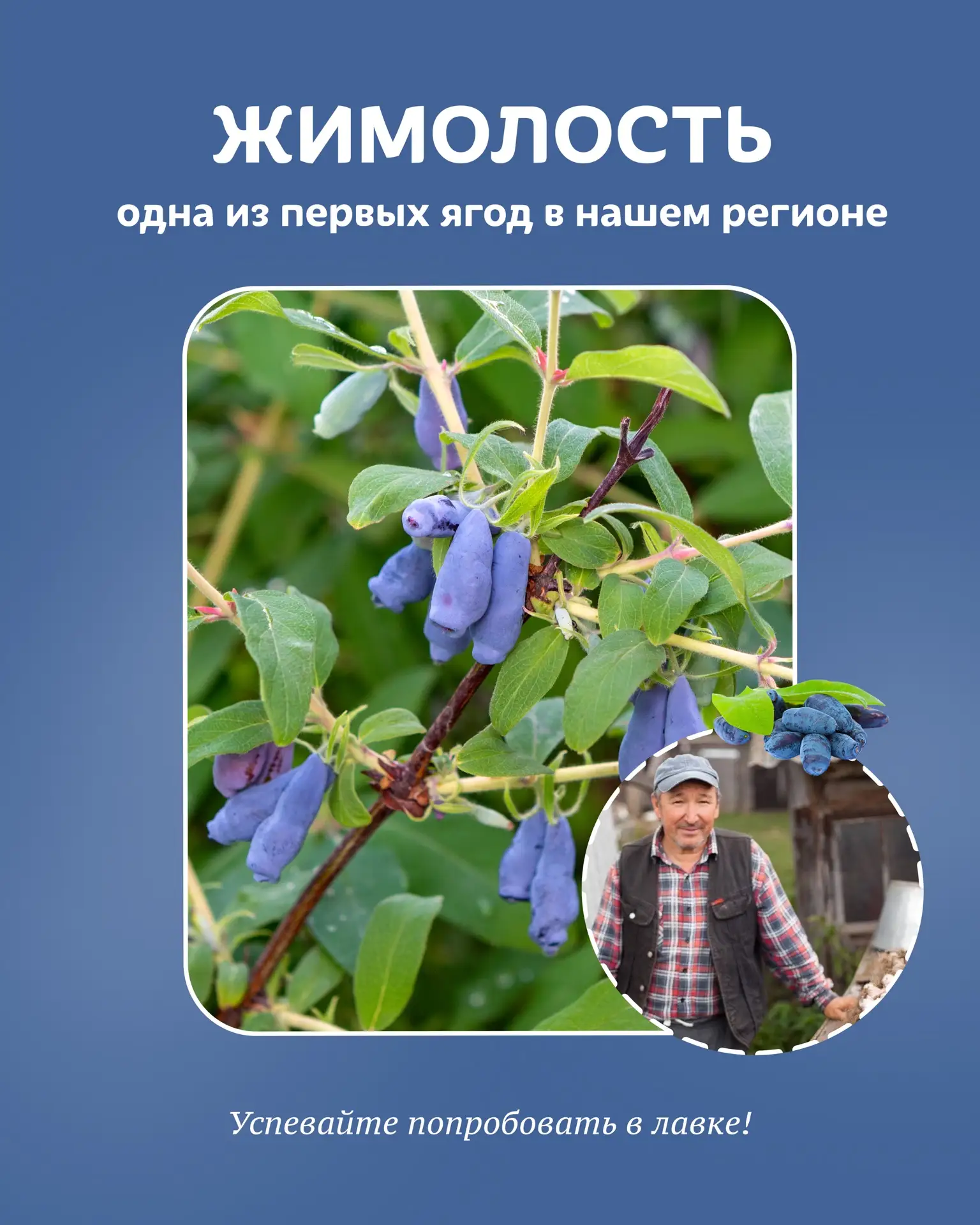 💙 В лавке появилась жимолость!

💡Жимолость часто называют «северной суперягодой» — потому что она 