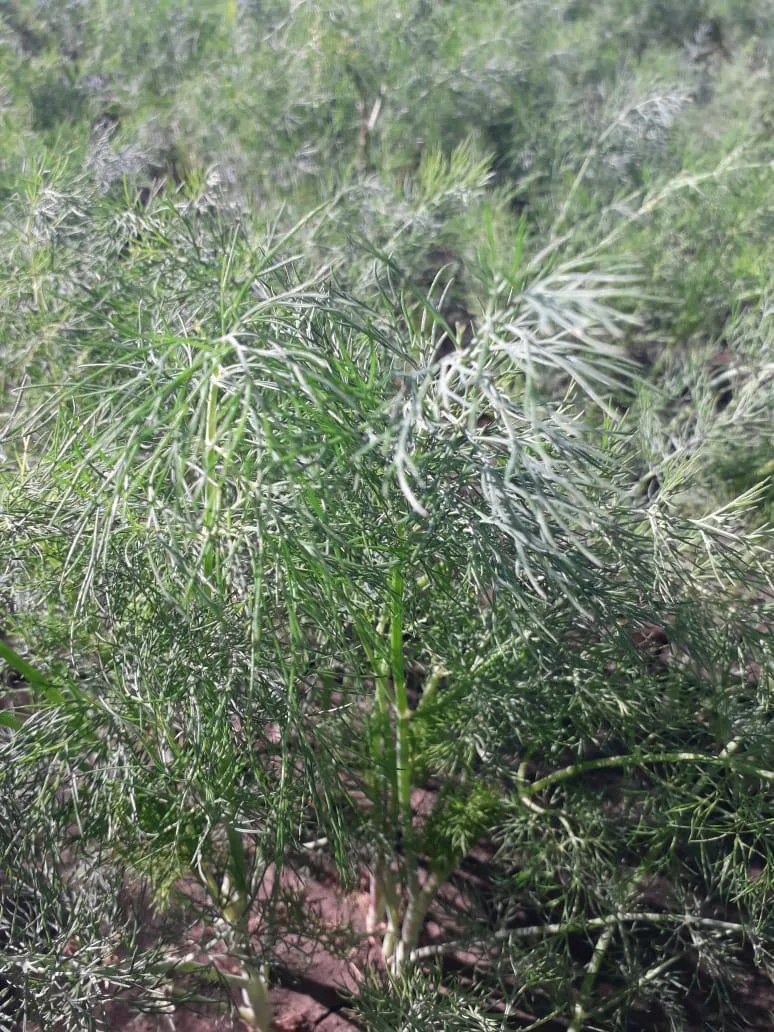 Очередной отзыв на укроп «Аллигатор»от наших клиентов из Самарской области.🌱

💰Укроп в наличии , ц