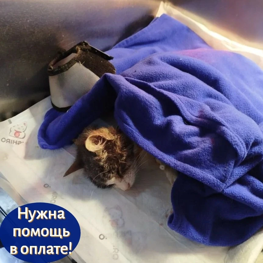 Сегодня у двух наших подопечных прошли важные операции.
Котик Кефирчик, который до сих пор находится