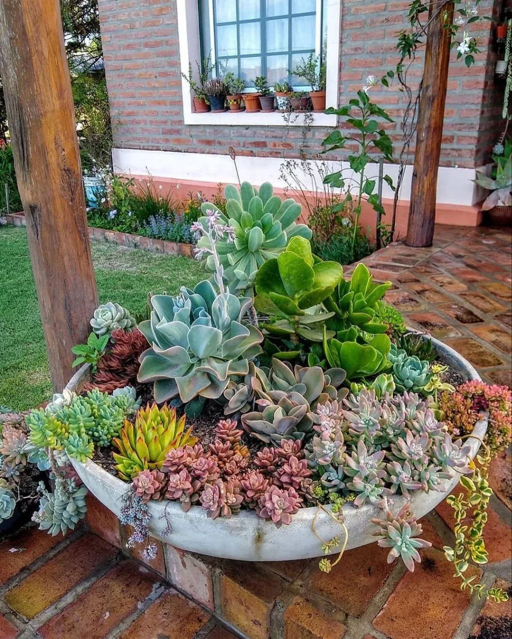 Суккуленты уникальны, красивы и за ними легко ухаживать

🌷 Дачные хитрости от А до Я
🌸 Весёлый фик