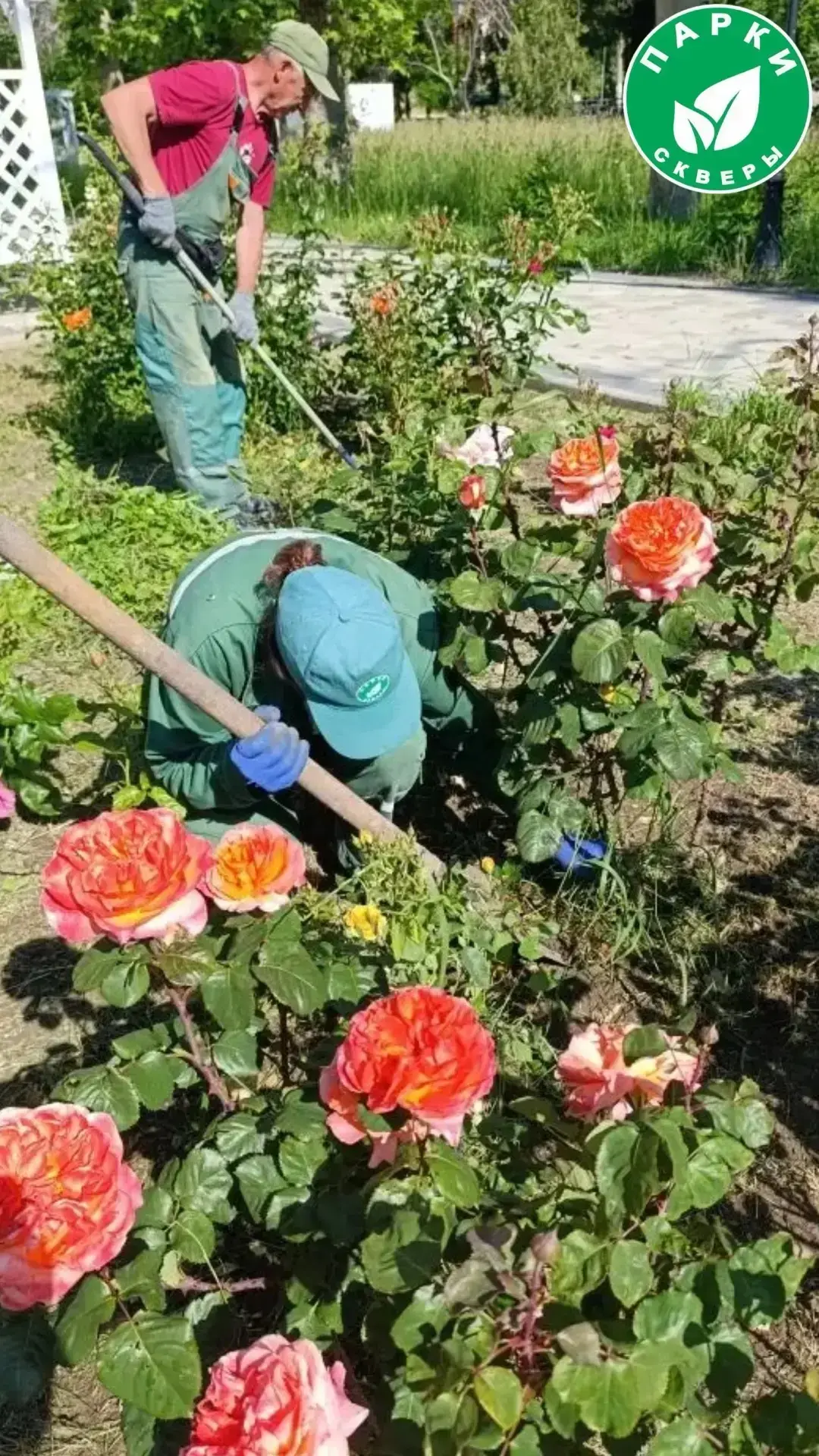 🌾 В сквере Софьи Перовской специалистами произведены работы по уходу за зелёными территориями.

В с