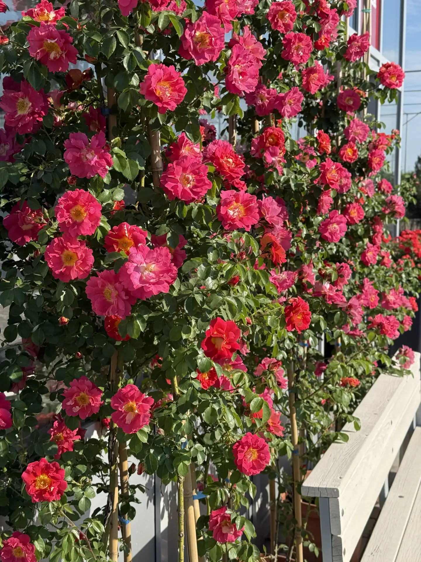 🌹 Иногда растения сложно назвать товаром...

Потому что это не просто роза. Это целая стена цветуще