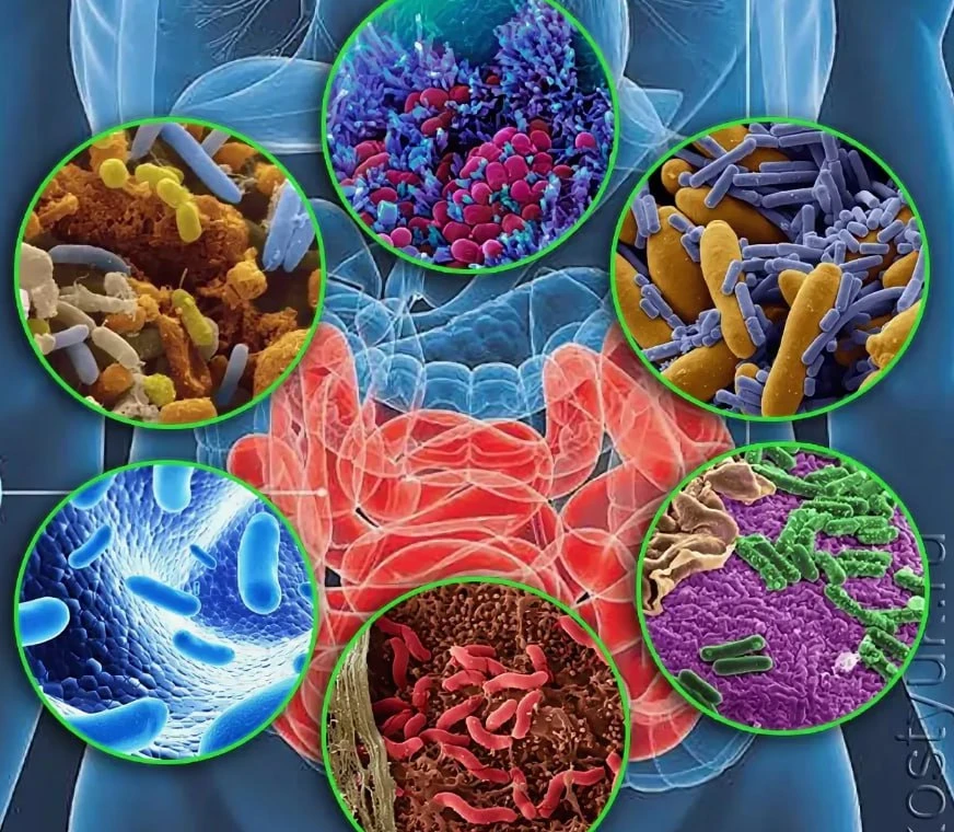 🧪 МИКРОБИОТА КИШЕЧНИКА

🧫 70% всей микробиоты организма - 100 трлн микроорганизмов, от 300 до 3000