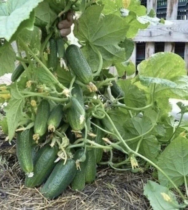 🔥 ОГУРЦЫ РАСТУТ КАК СУМАСШЕДШИЕ И НЕ БОЛЕЮТ! 🥒💪

Хотите собрать рекордный урожай огурцов без боле