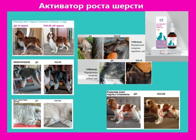 Какие разные проблемы и во всех случаях УСПЕШНОЕ РЕШЕНИЕ!

Разные породы, разный возраст, разные при