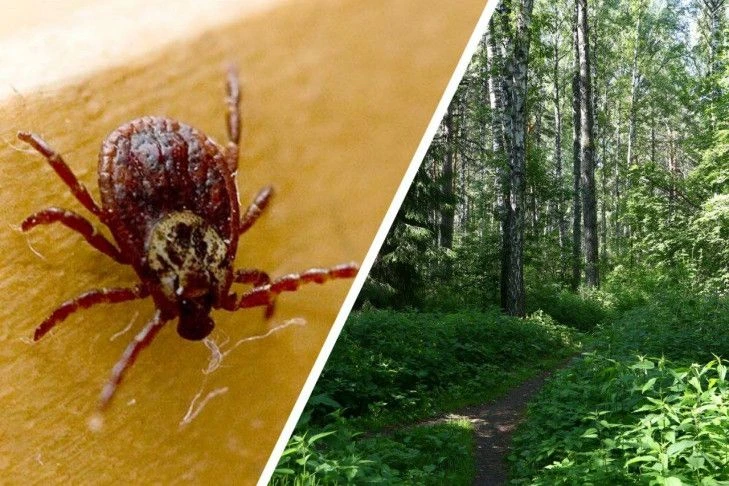 Профилактика клещевого вирусного энцефалита
 
На территории ЗАТО г. Зеленогорск за период с 08.06.20