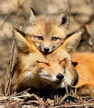 Добрый день 🦊