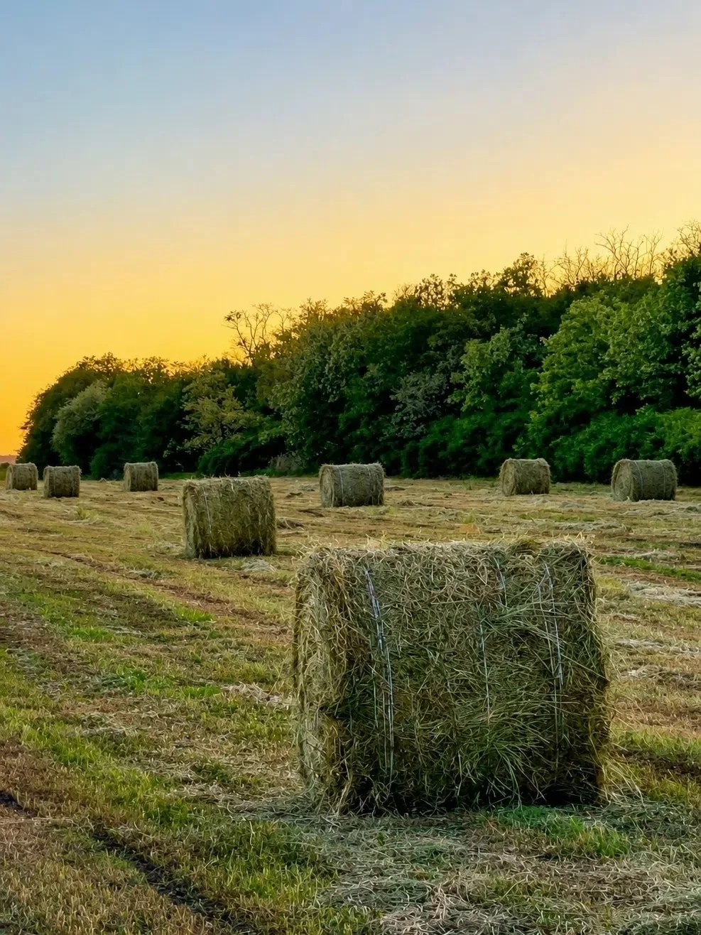Продаётся свежее сено (разнотравье с люцерной), 2026 года.
📍 Амвросиевский р‑н, с. Мокроеланчик, са
