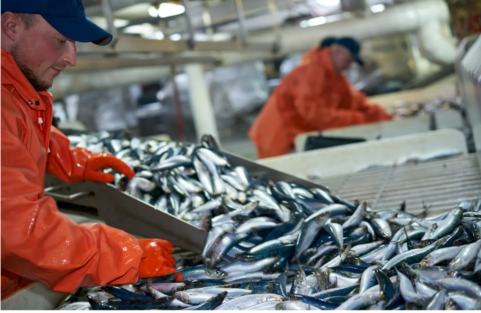🐟 Улов недели: сводка с промысла

В Западно-Беринговоморской зоне шесть предприятий добыли 18,2 тыс
