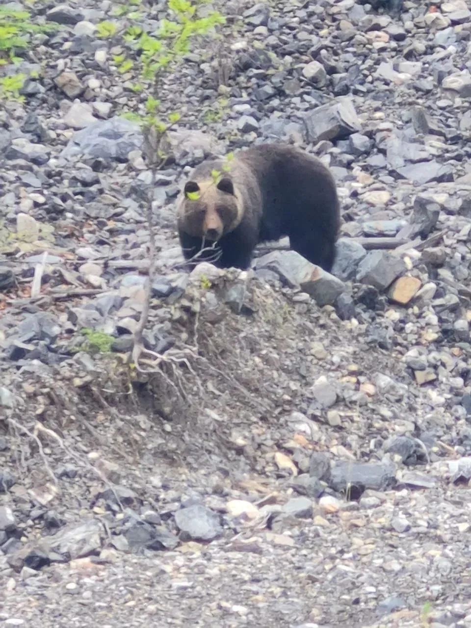 🐻 Бурый медведь — хозяин тайги. В особо охраняемых природных территориях (ООПТ) он - полноправный в