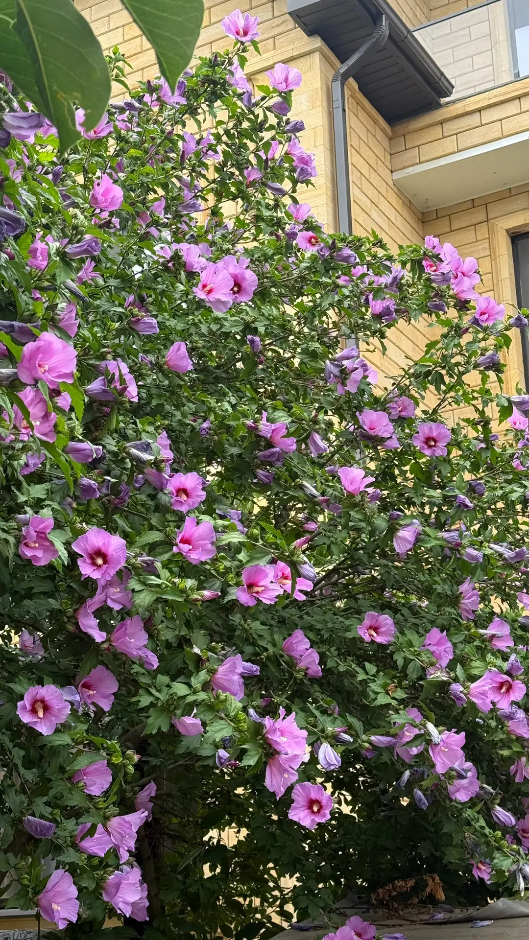 Гибискусы во дворе зацвели 🌺 Снова добрым словом вспоминаем предыдущих хозяев. Такую красоту они ос