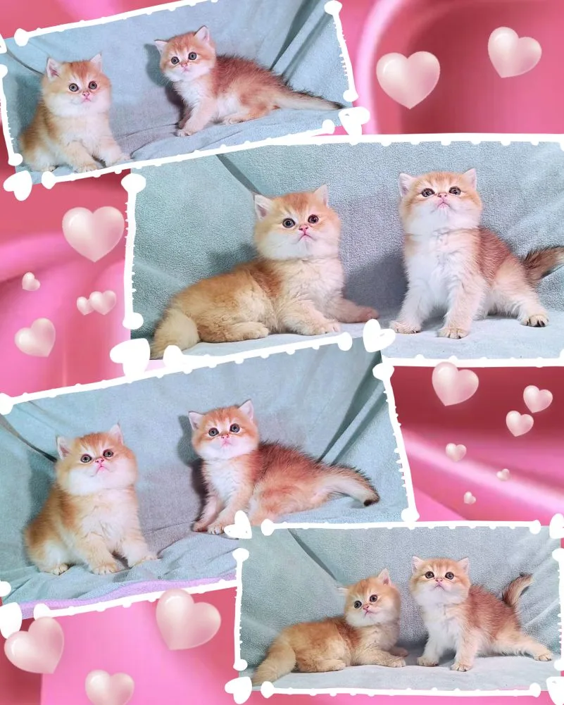 😻😻😻 ПОРОДИСТЫЕ БРИТАНСКИЕ КОТЯТА В ЗОЛОТОМ ОКРАСЕ🔥

🥰🥰🥰  набивные мягкие шубки🥰🥰😘

Готовы 