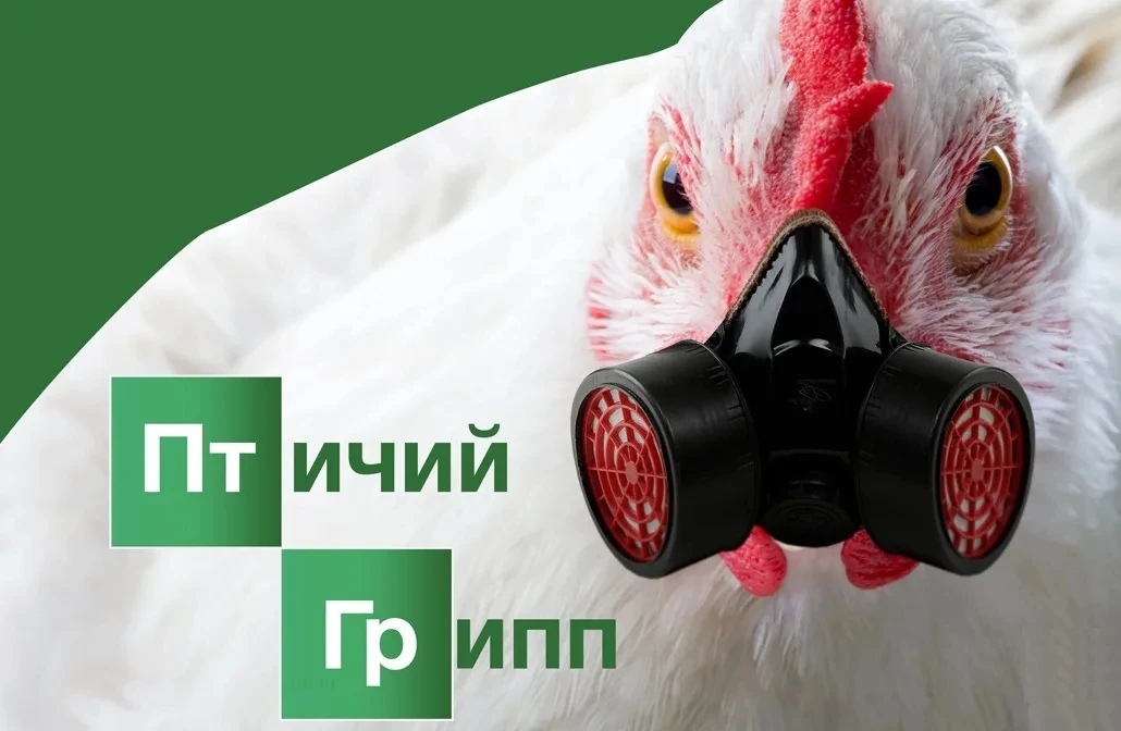 🦠ГРИПП ПТИЦ – острая инфекционная, особо опасная болезнь, передаваемая человеку от птиц, возбудител