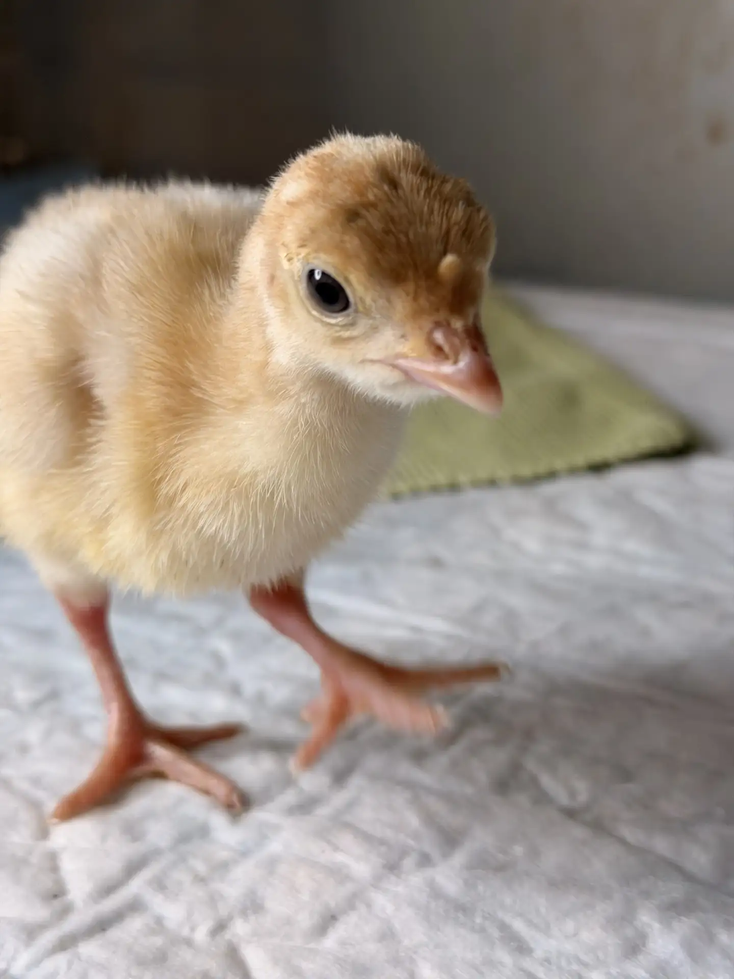 Фото 📸 моих трёхсуточных индюшат🦃!

Посмотрите на эти пушистые комочки, на эти любопытные глазки-б