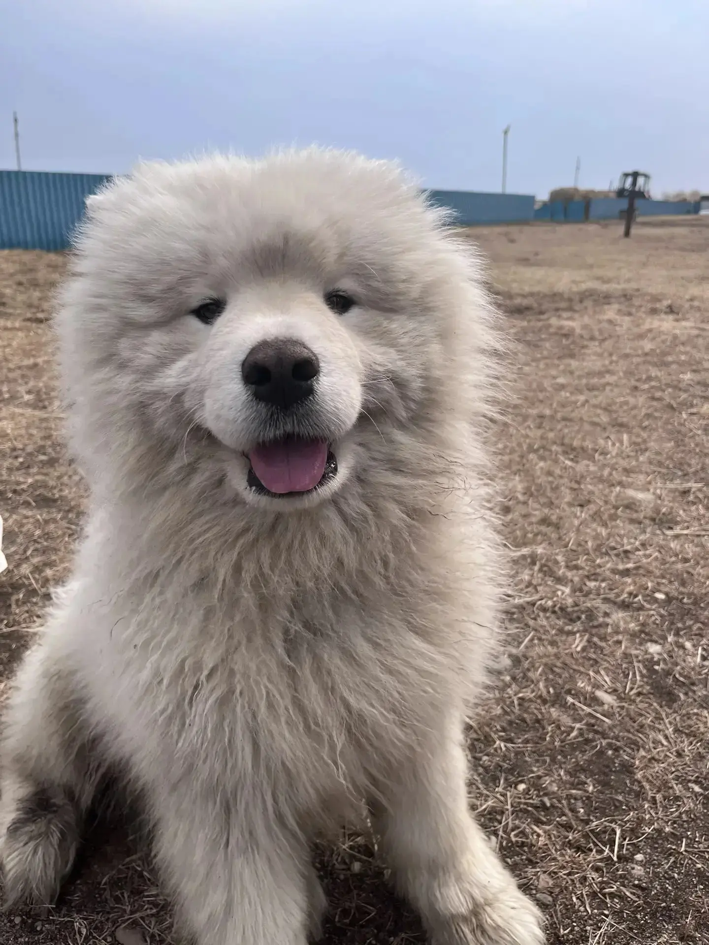 Арчи: "А ты записался на экскурсию в июне?Я тебя жду в экопарке"🐶🐾

Если нет, то скорее записывайс
