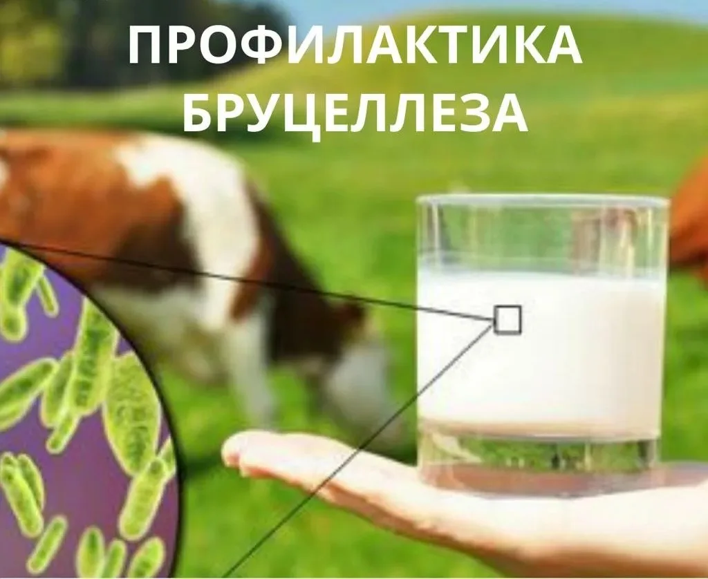 Профилактика бруцеллеза: Важные правила для владельцев животных и потребителей

Бруцеллез - зоонозна