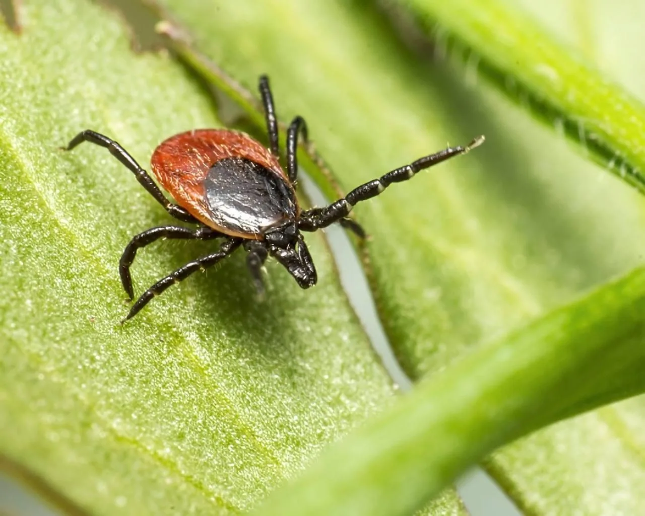 🕷 Клещей в Подмосковье меньше, чем обычно: случаев энцефалита не зарегистрировано

С начала сезона 