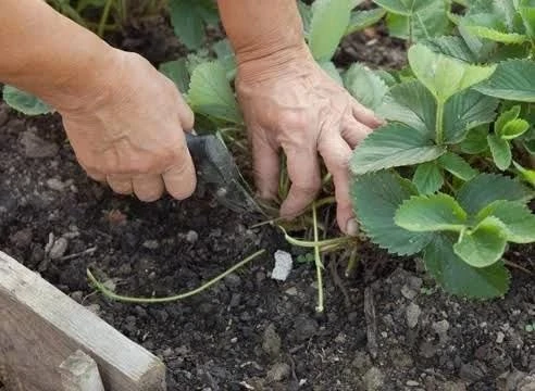 Уход за клубникой в июле–августе 🍓

После сбора урожая клубнике нужен правильный уход — это поможет