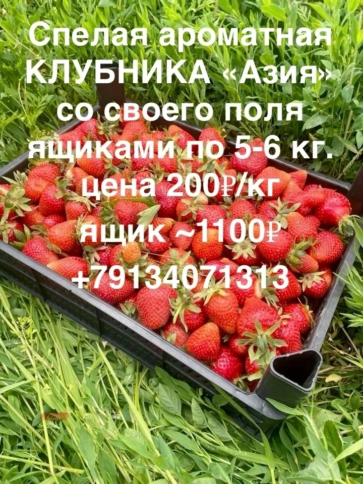🍓 Клубника, сорт "Азия".

💸 200 р/кг
Ящик 5-6 кг. (~1100 р за ящик) 

Для заказа звоните:
📞 +7913