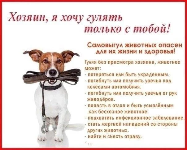 Самовыгул домашних животных запрещён!
В России самовыгул домашних животных запрещён. Это следует из 