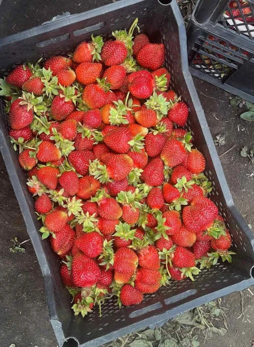 Море Вкуса!
Мы занимаемся доставкой свежей ягоды из Киргизии.
А также огромный выбор настоящего масл