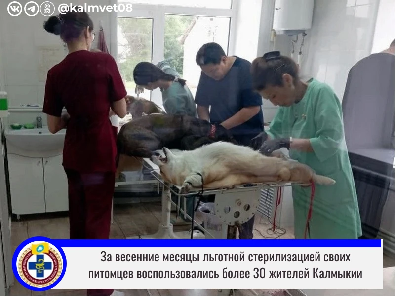 В Элистинской городской ветстанции подвели итоги льготной стерилизации за весенние месяцы. Всего с м