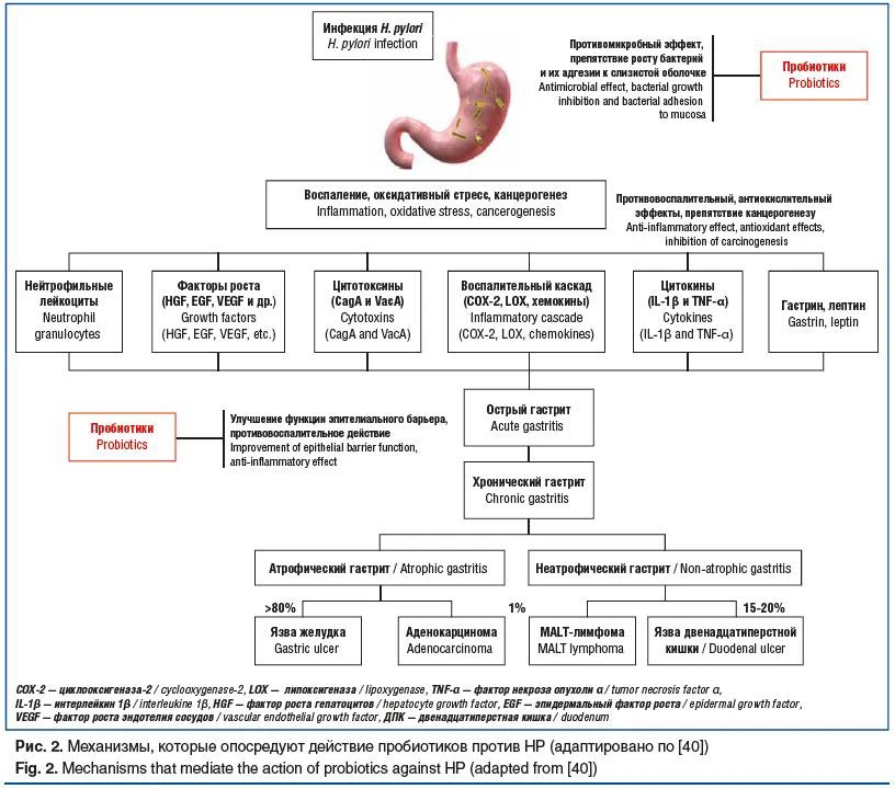 Helicobacter pylori , это спиралевидная грамотрицательная бактерия, которая способна жить в слизисто