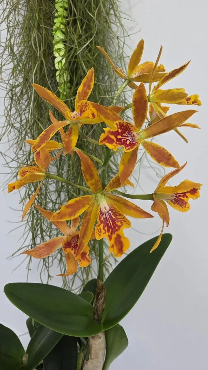 Cattleya 
6 шт.
1400