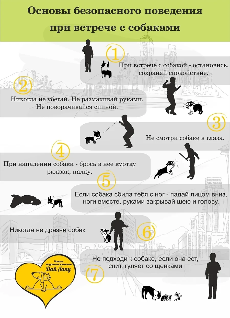 На улицах города нам часто встречаются бездомные собаки 🐶 

Чтобы ваши прогулки были безопасными, м