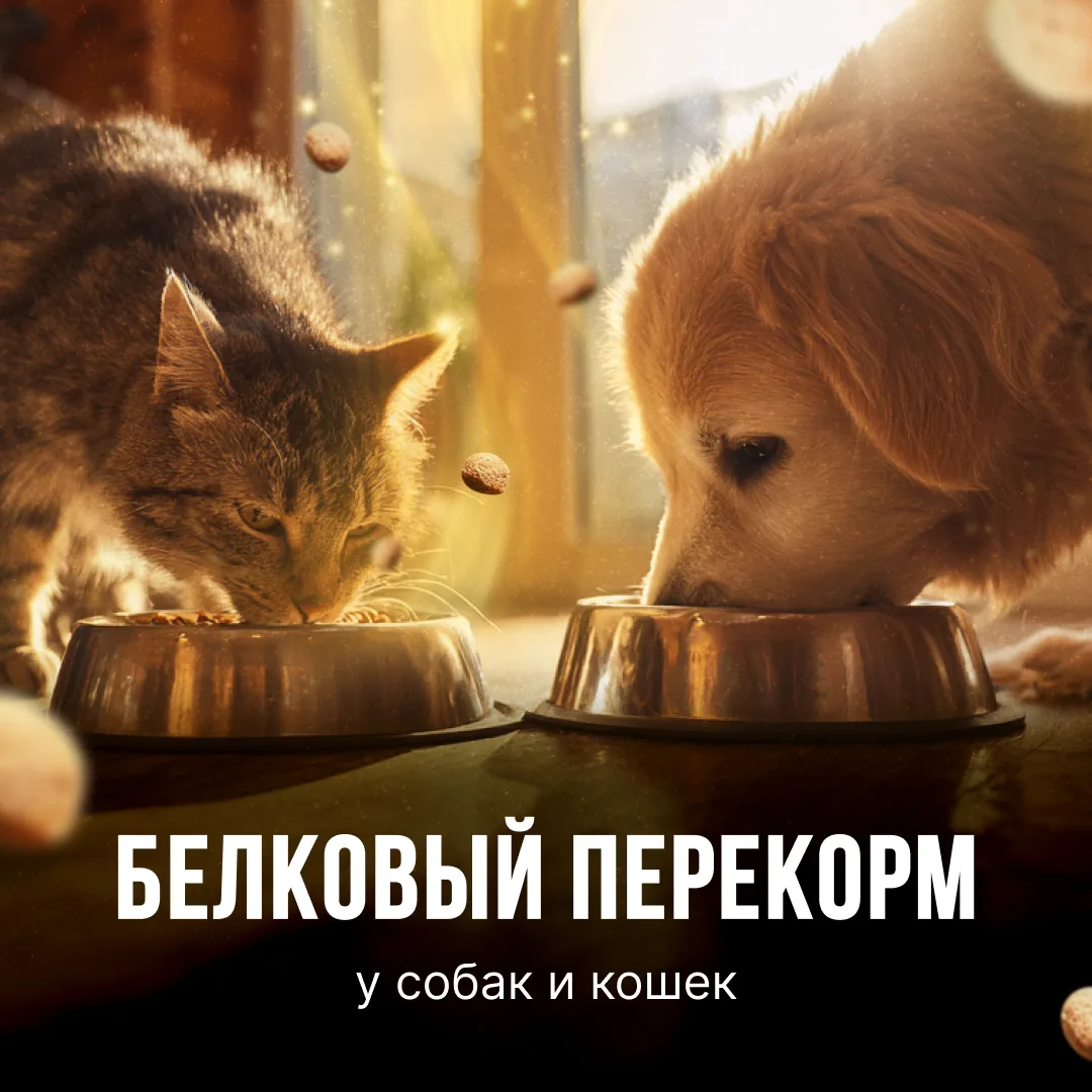 Миф о белковой перегрузке, разбираемся с почками и фосфором

Многие владельцы боятся, что высокий бе