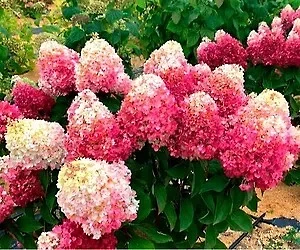 ГОРТЕНЗИЯ МЕТЕЛЬЧАТАЯ
             ПИНКИ ПРОМИС

      🌸Куст высотой 0,7-0,8см.компактный,побеги пр