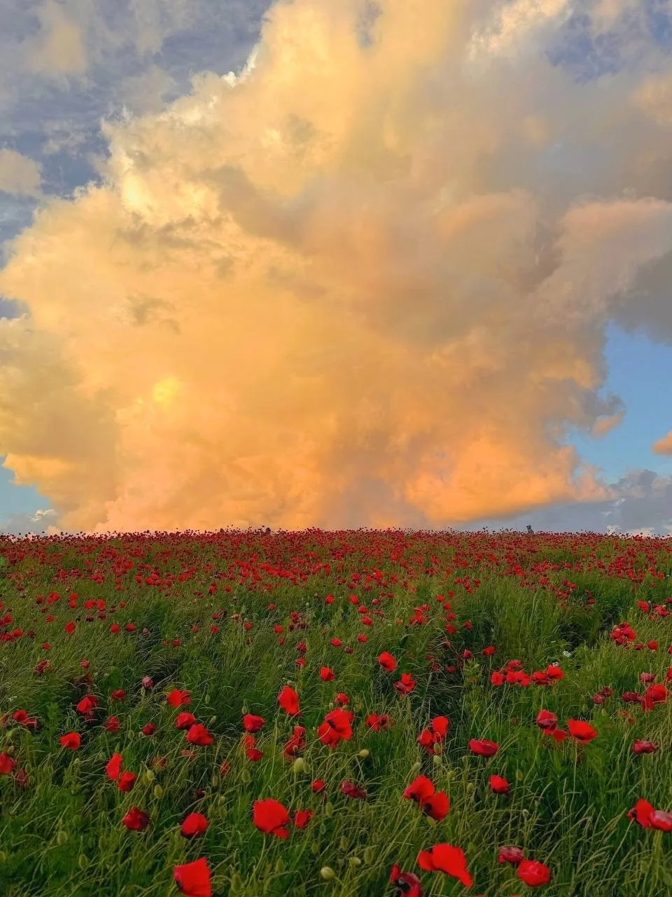 Бескрайние крымские поля😍

📸Анастасия Фортина