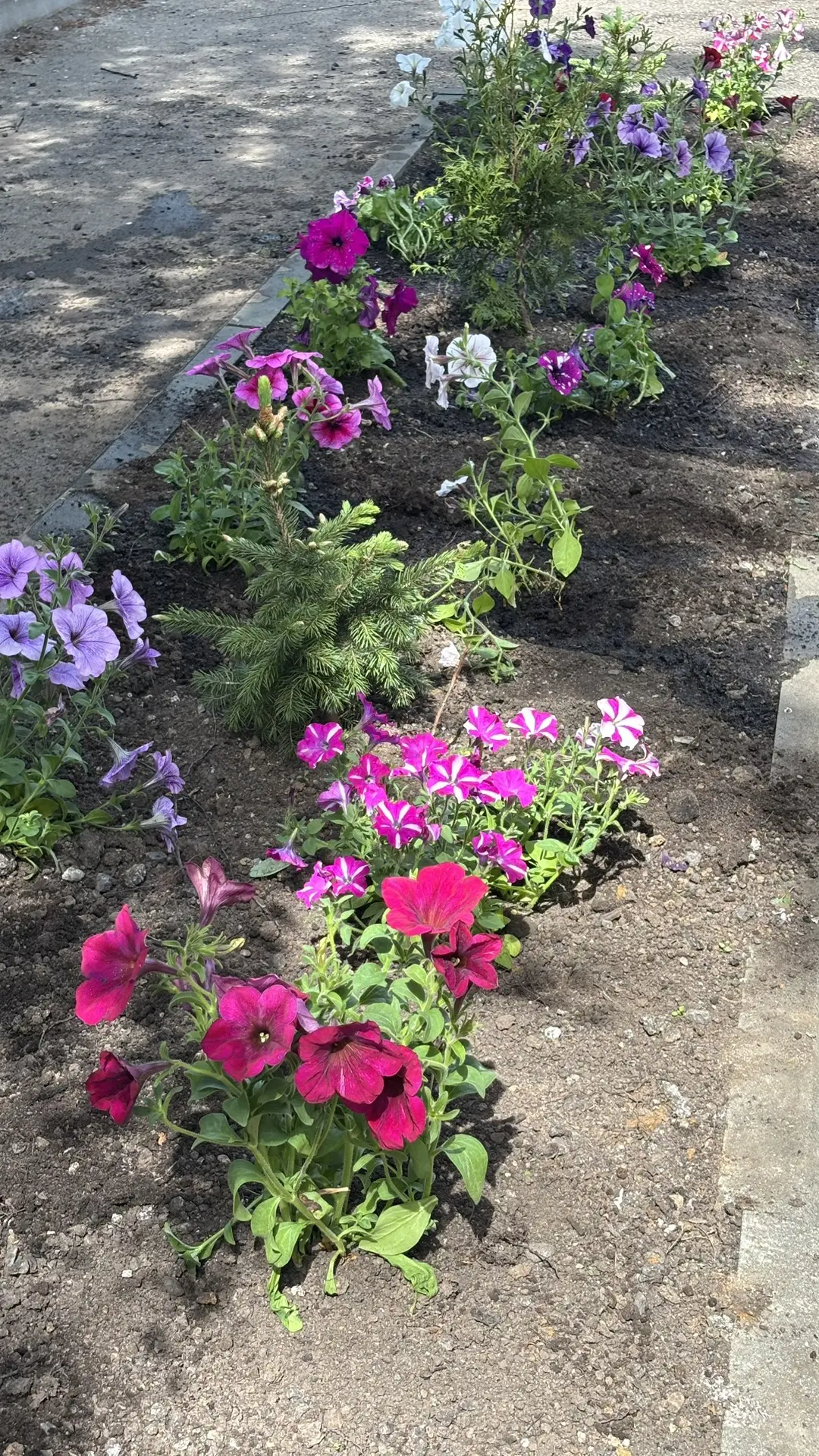 Посадка цветов на участке детского дома 🌷

📌 Труд - важнейшее средство воспитания. В процессе труд